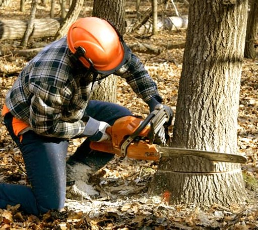 Tree Removal in Corinth, KY